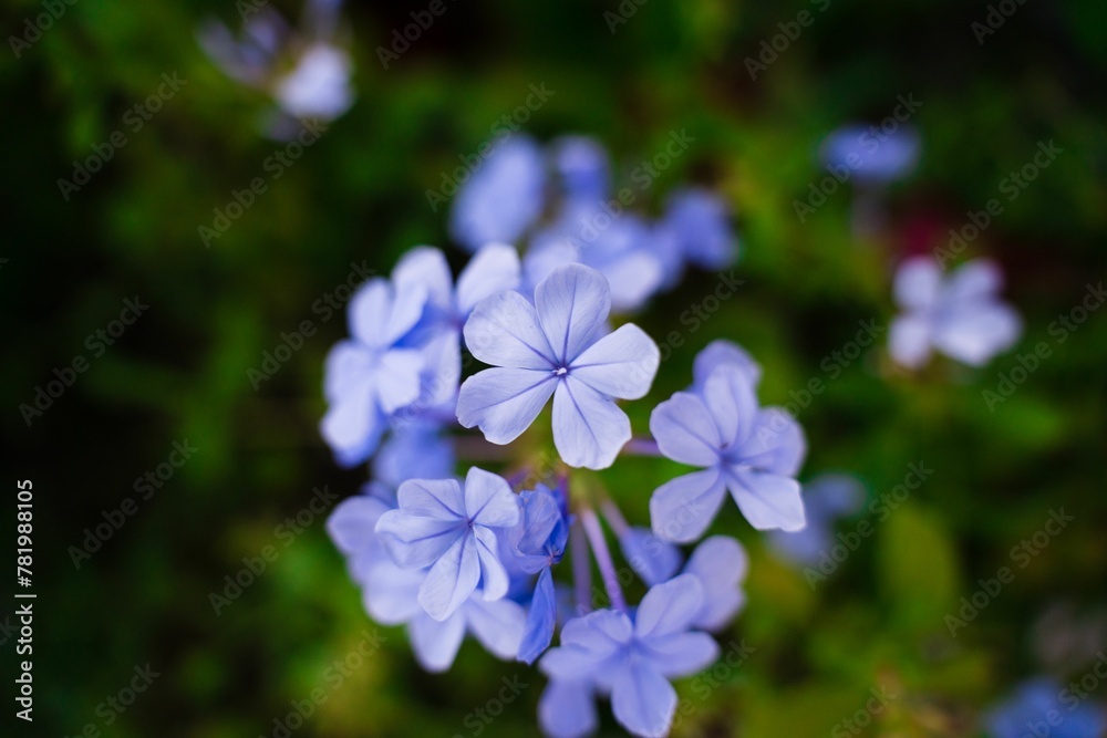 Closeup shot of cape leadworts blossoming in the garden Closeup shot of cape leadworts blossoming in the garden