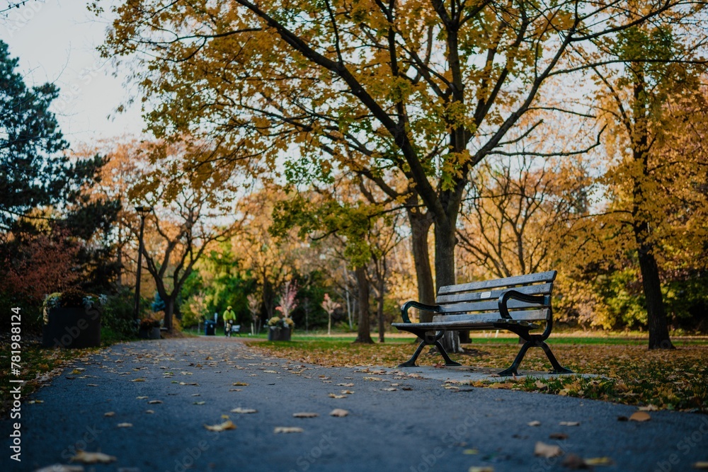 Road in a park surrounded by benches in autumn Road in a park surrounded by benches in autumn
