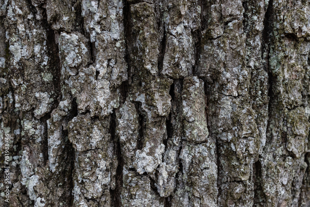 Fototapeta premium Closeup shot of a wooden tree trunk texture in a forest