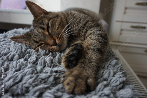Close-up portrait of a sleeping cat
