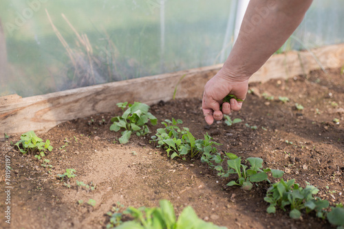 a woman takes care of the greenery she has planted in her garden