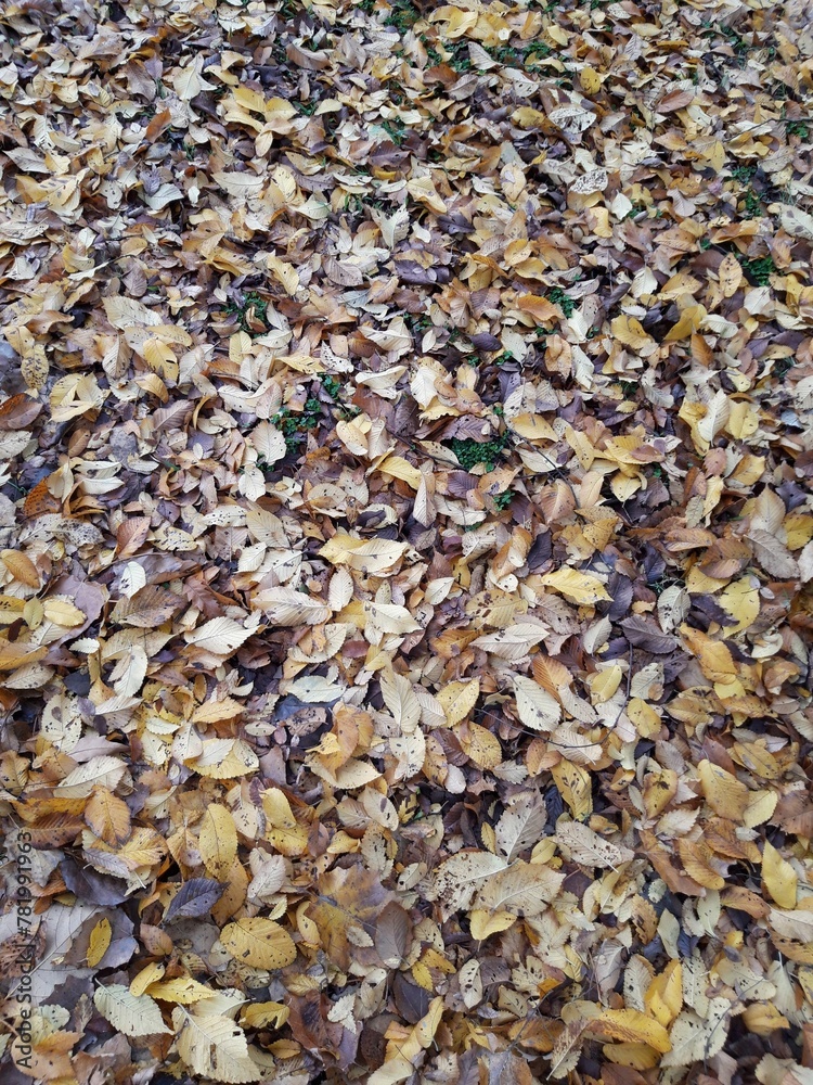 Heap of Autumn leaves falling on the ground Heap of Autumn leaves falling on the ground