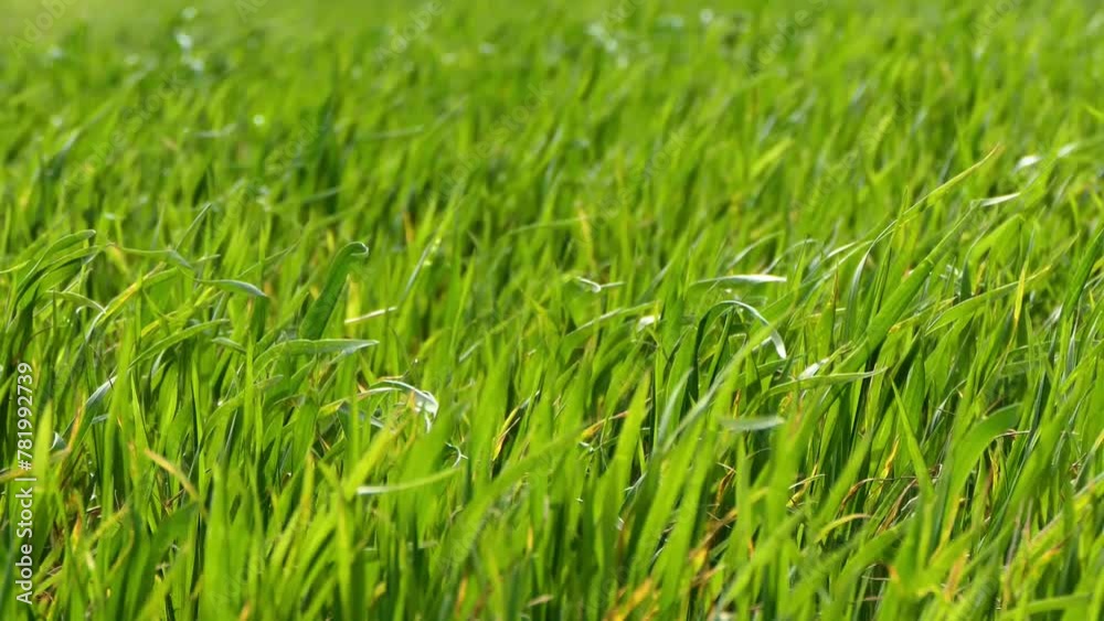 Long grass blowing in the strong wind.