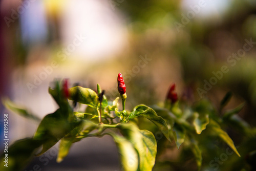 red chili pepper plant photo