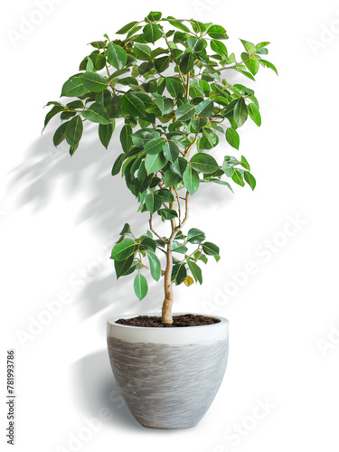 ficus in a pot isolated with shadows