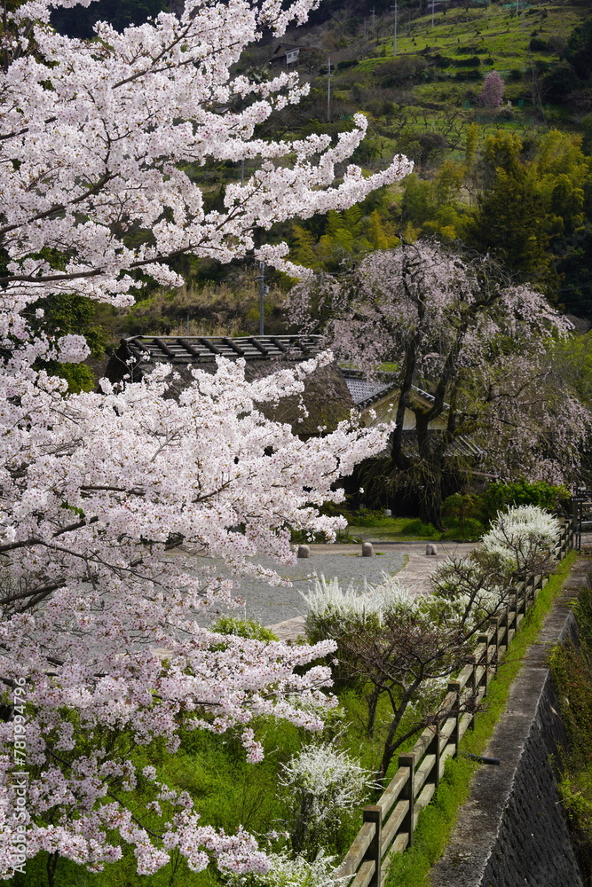 桜に囲まれた古民家　史跡賀名生皇居