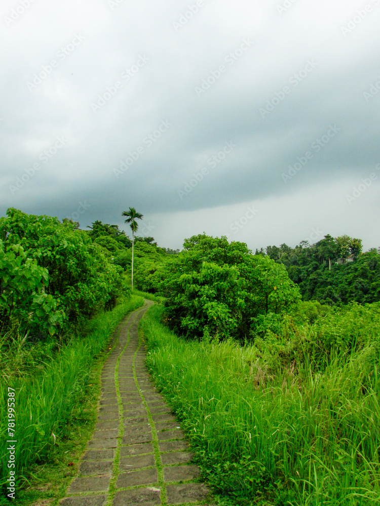 Obraz premium road in the forest