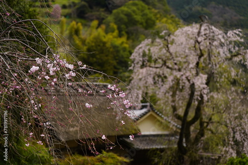 桜に囲まれた古民家 史跡賀名生皇居