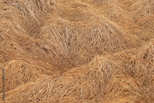 Dry withered grass in a meadow or field. Natural background of yellow grass