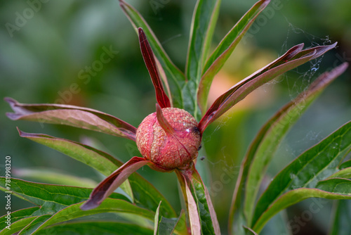 Close-up of the bud of a peony flower (Paeonia)
