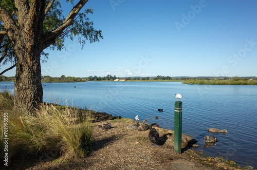 Lake Wendouree in Ballarat with a picturesque lakeside view, local wildlife and lush greenery. It is a popular tourist attraction and sightseeing spot in the regional town of Australia. photo