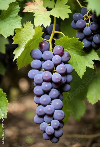 AI generated photo of a cluster of grapes nestled in green leaves
