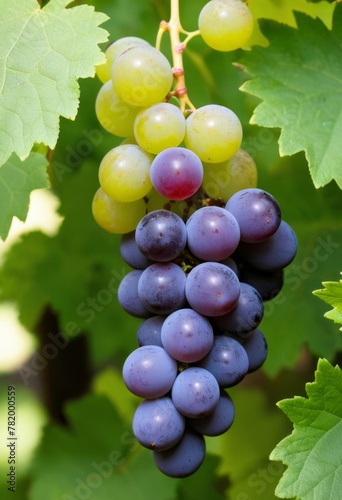 AI generated photo of a cluster of grapes nestled in green leaves
