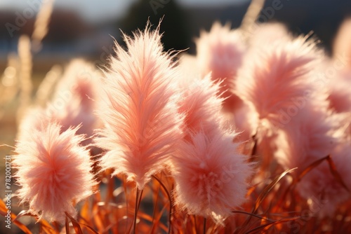 Golden Hour Glow on Soft Pink Pampas Grass