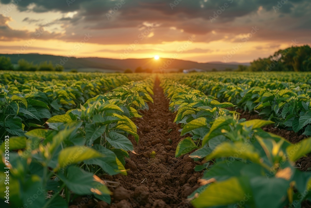The setting sun dips below the horizon, illuminating a field of thriving farm crops with its warm colors The setting sun dips below the horizon, illuminating a field of thriving farm crops with its warm colors