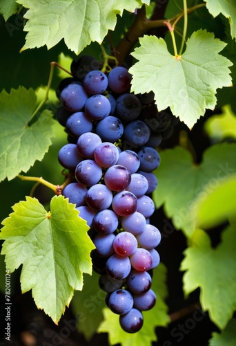 AI generated photo of a cluster of grapes nestled in green leaves
