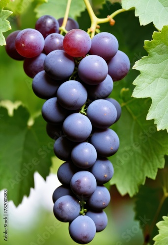 AI generated photo of a cluster of grapes nestled in green leaves
