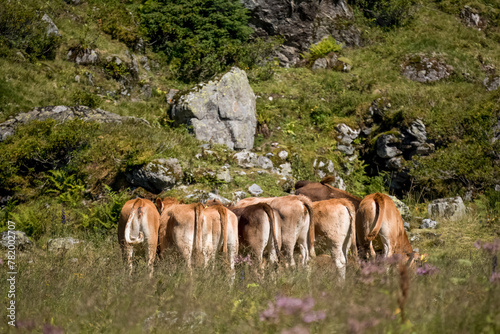 brown in a swiss pastures grazing together