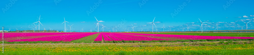 Blue sky over colorful flowers growing in an agricultural field, Almere, Flevoland, The Netherlands, April 10, 2024