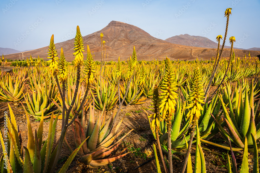 Fototapeta premium Ein gelb leuchtendes Feld von Aloe Vera Pflanzen auf Lanzarote, ein Naturprodukt zur Herstellung von Kosmetikartikel