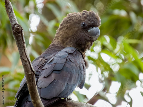 Glossy Black-Cockatoo in New South Wales Australia