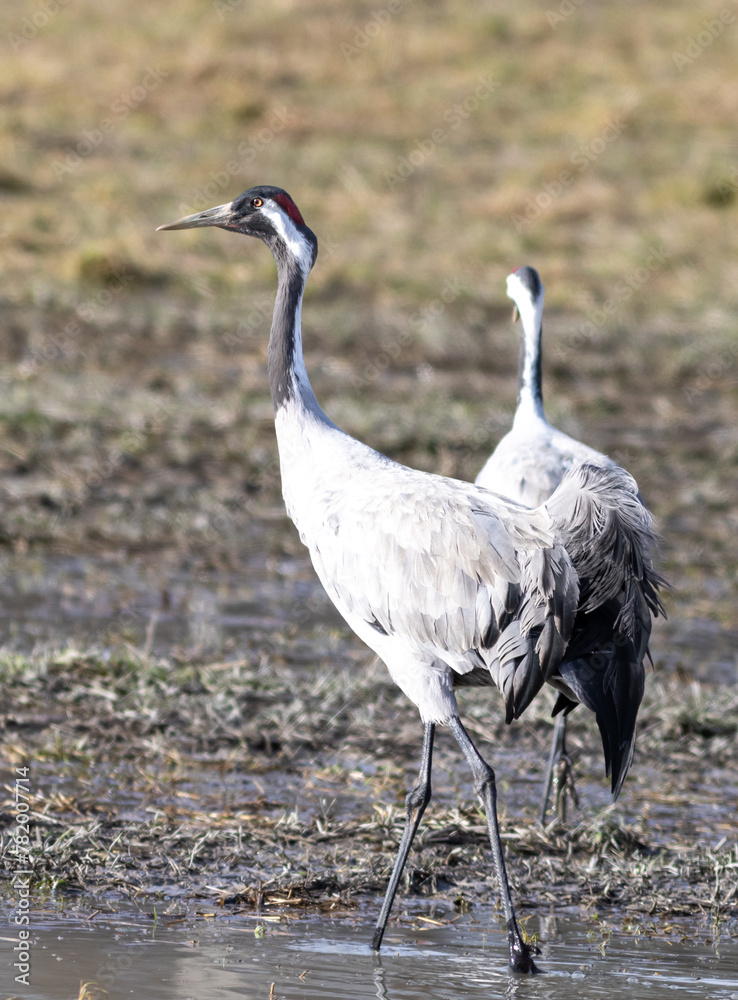 Obraz premium grey crowned crane