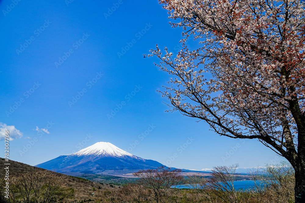 春の山中湖旅行 富士山と桜のお花見