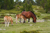 Brown horses eating in the Pyrenees mountain, Spain,..