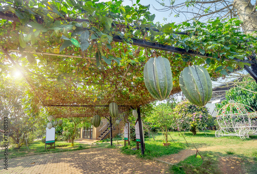 African carambola melon in tropical botanical garden