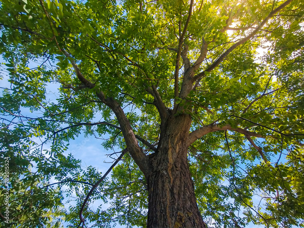 Naklejka premium View of a beautiful and tall tree in rural area of Neiva - Huila - Colombia