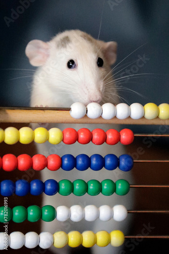 Smart rat, intelligent animal, mathematics and arithmetic with abacus, slide ruler, funny.
