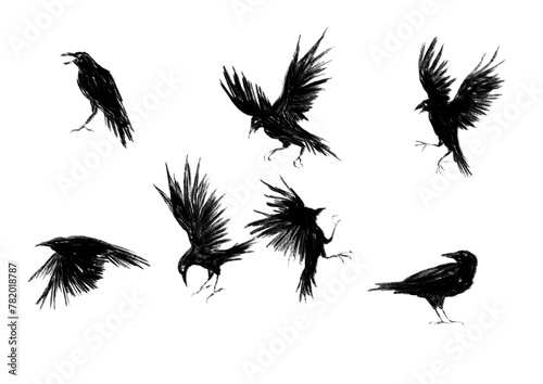 llustration of a crow flying and spreading its wings.
