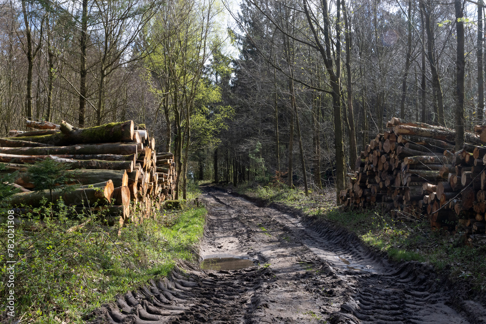 Wood piles with tree trunks at a forest path in spring.