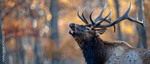 Powerful Elk Bugling during Autumn Rut in Lush Forest Closeup with Ample Copy Space photo