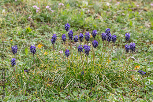 Muscari neglectum. Group of nazarene plants with dark blue inflorescences on the meadow in spring. photo