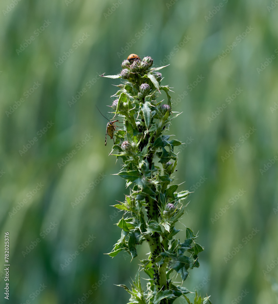 creeping thistle resp.Cirsium arvense with insects--Scorpion fly resp.Panorpa communis and Black bean aphids resp Aphis fabae--on field in lower Rhine region,Germany creeping thistle resp.Cirsium arvense with insects--Scorpion fly resp.Panorpa communis and Black bean aphids resp Aphis fabae--on field in lower Rhine region,Germany