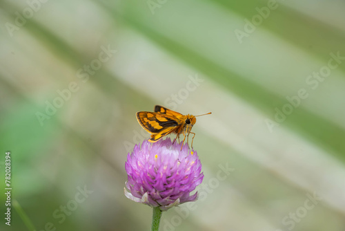 a macro photo of potanthus niobe a kind of skipper butterfly that are endemic in the Philippines