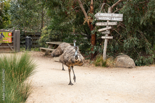 a free range emu walking the pathway of humans; the second tallest birds after ostrich photo