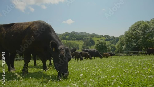 Cows graze in meadow. Animal grazing in pasture. Wide angle