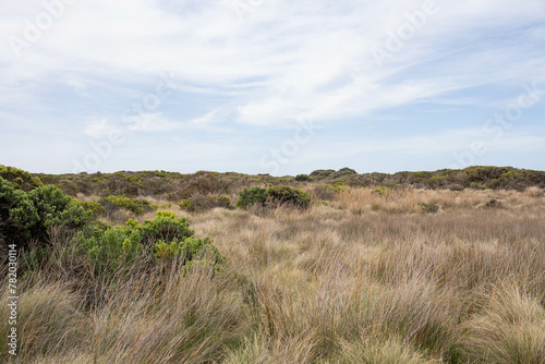dry bushes near the coast of the Great Ocean Road © recyap
