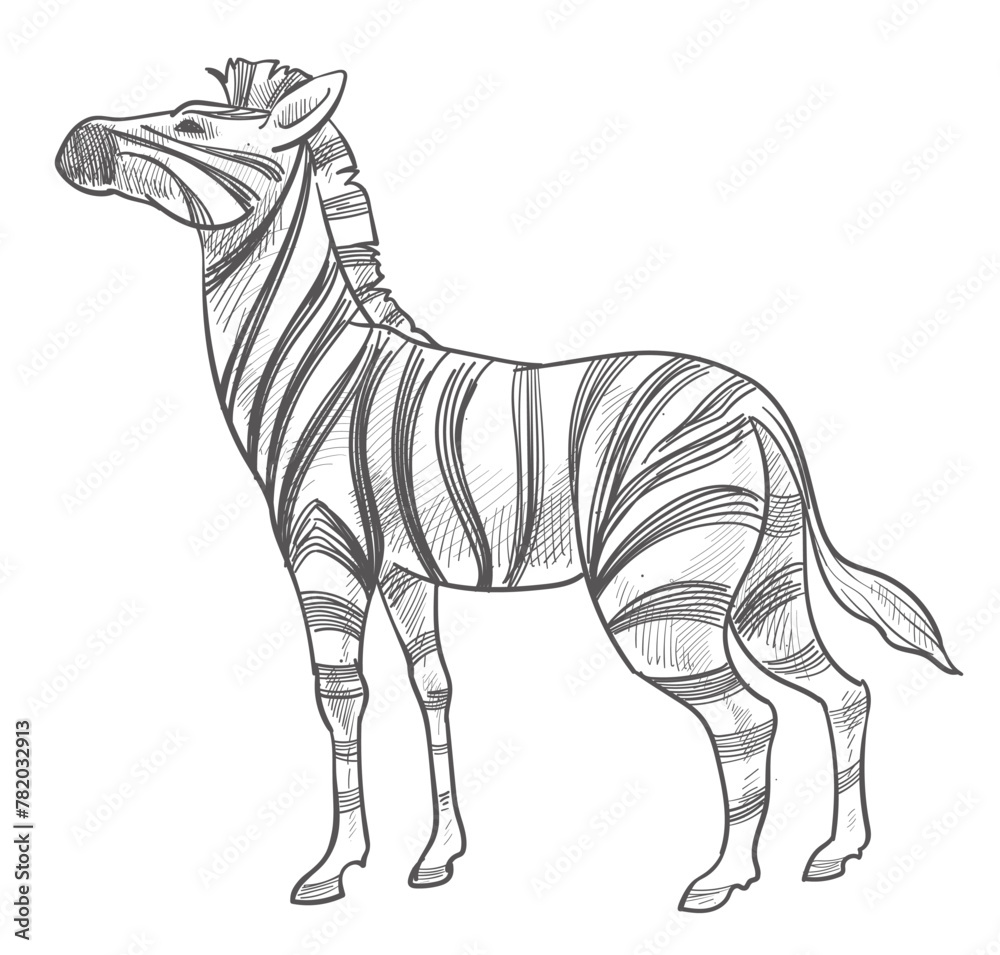 Fototapeta premium Zebra animal with stripes, wildlife mammals vector