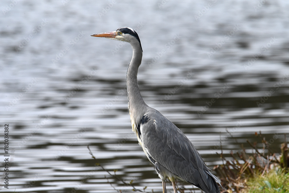Fischreiher am Ufer auf Lauer Fischreiher am Ufer auf Lauer