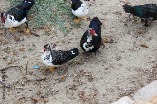 Warzenente, Moschusente, Ente, Cairina photo