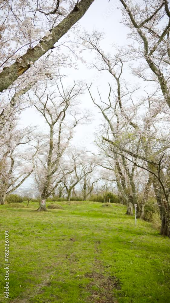 桜　お花見　岩切城跡　02　縦型