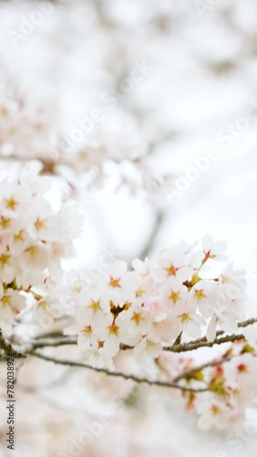 桜　お花見　岩切城跡　10　縦型