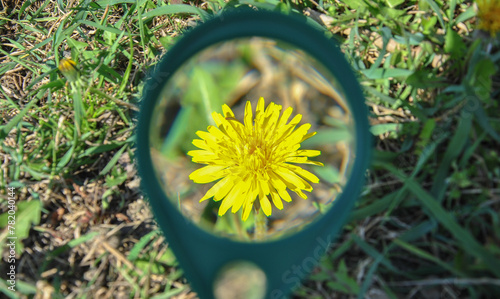 dandelion flower through a magnifying glass. blurred background. view of a flower through a magnifying glass.