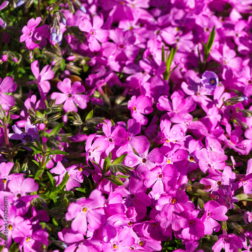 Close-up of Pink moss phlox (Phlox subulata) McDaniel's Cushion bloom in City park Krasnodar or Galitsky Park.