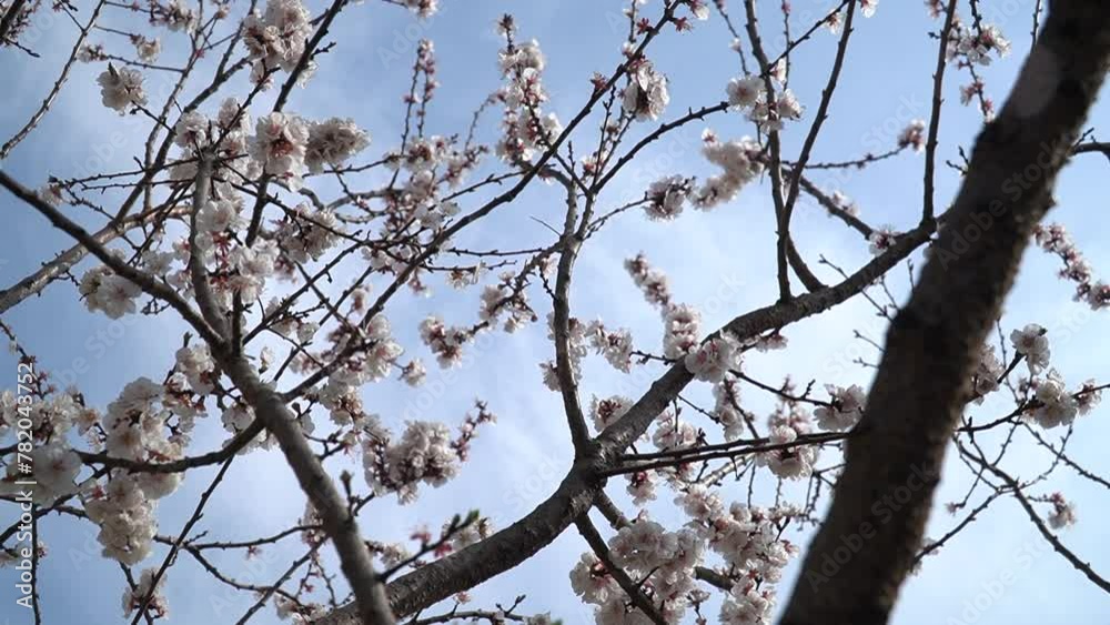 The arrival of spring. Blooming trees. Awakening of Nature The arrival of spring. Blooming trees. Awakening of Nature