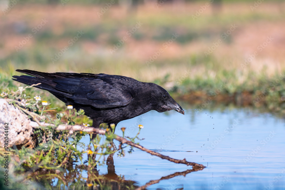 Obraz premium Carrion crow perched in a pond to drink water.