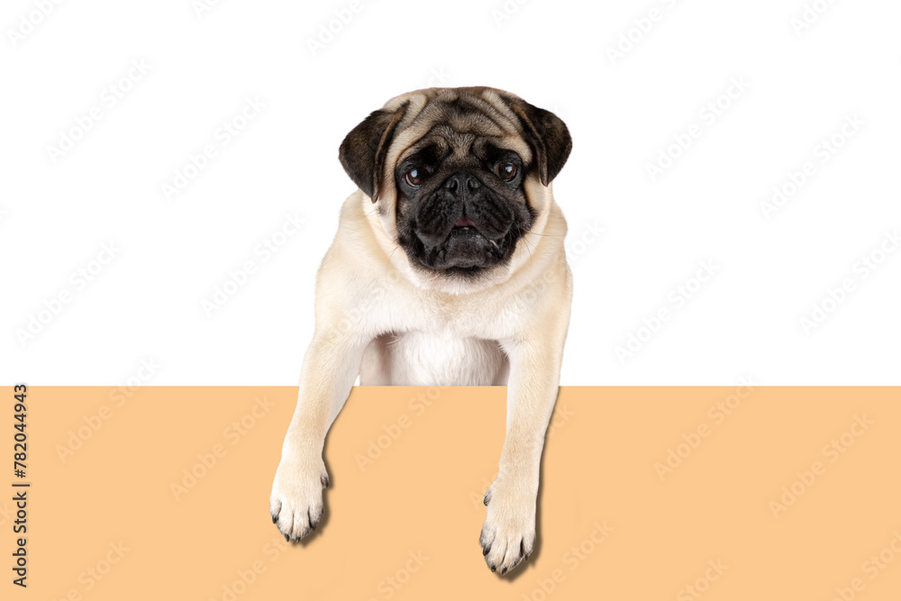 View of funny Pug dog on white background.